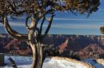 Árvore em meio à neve na borda sul do Grand Canyon, no Arizona, nos Estados Unidos